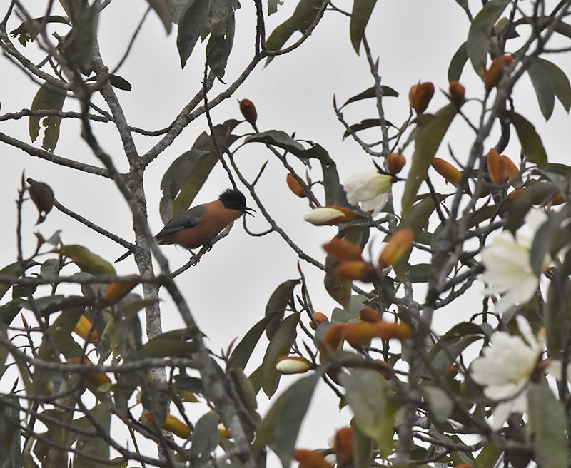 rustsibia - ML644735635