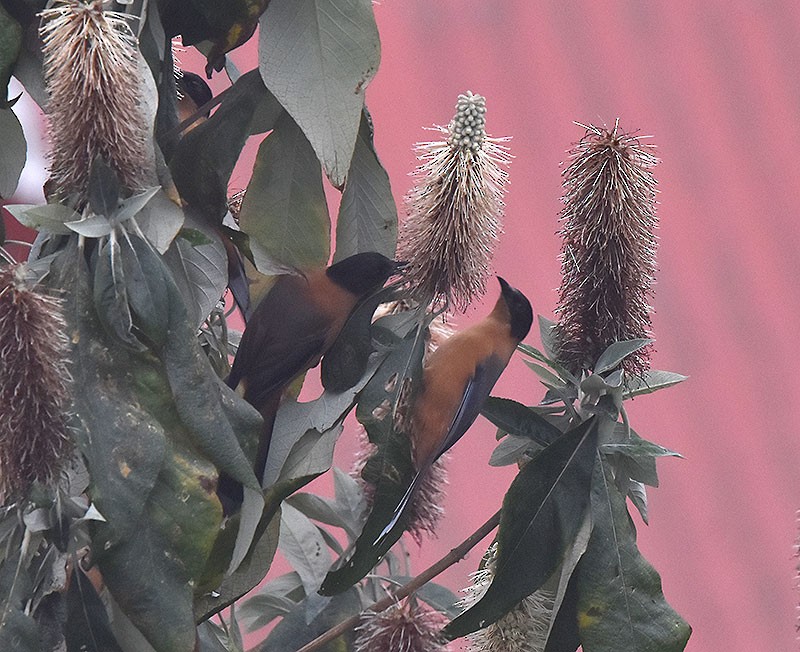 rustsibia - ML644735636