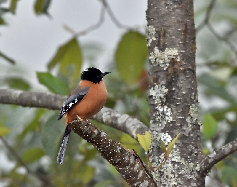 rustsibia - ML644735637