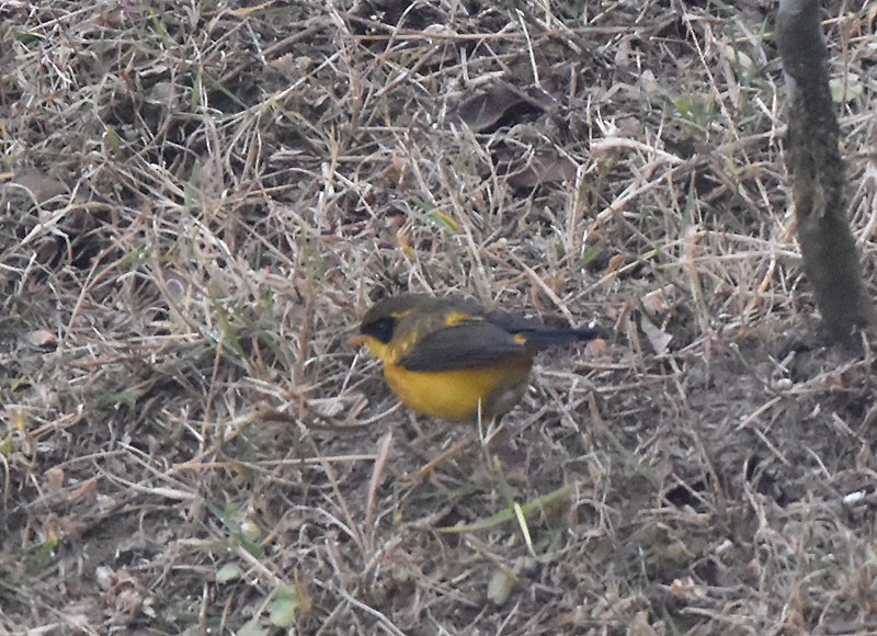 gullskvett - ML644735645