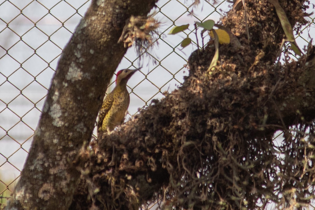 Green-barred Woodpecker - ML644735646