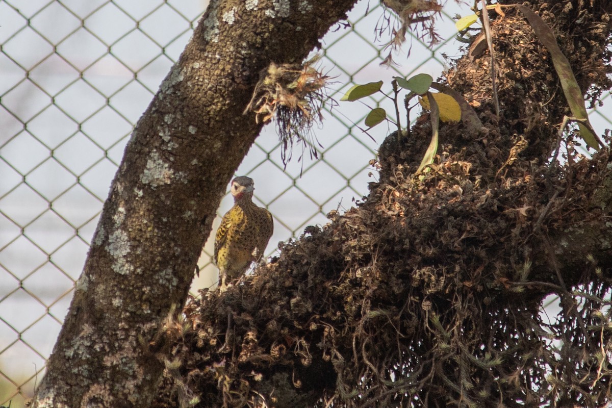 Green-barred Woodpecker - ML644735647