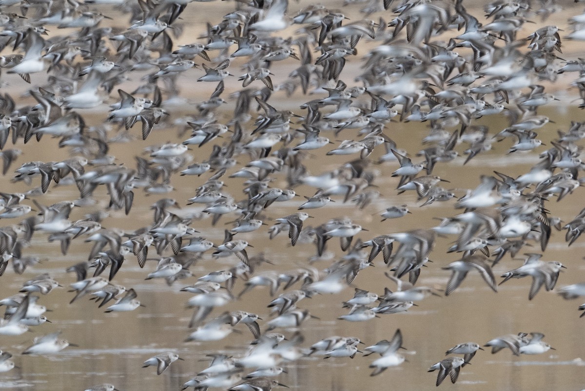 Alaska Kumkuşu - ML644735661