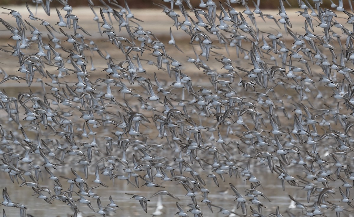 Alaska Kumkuşu - ML644735664