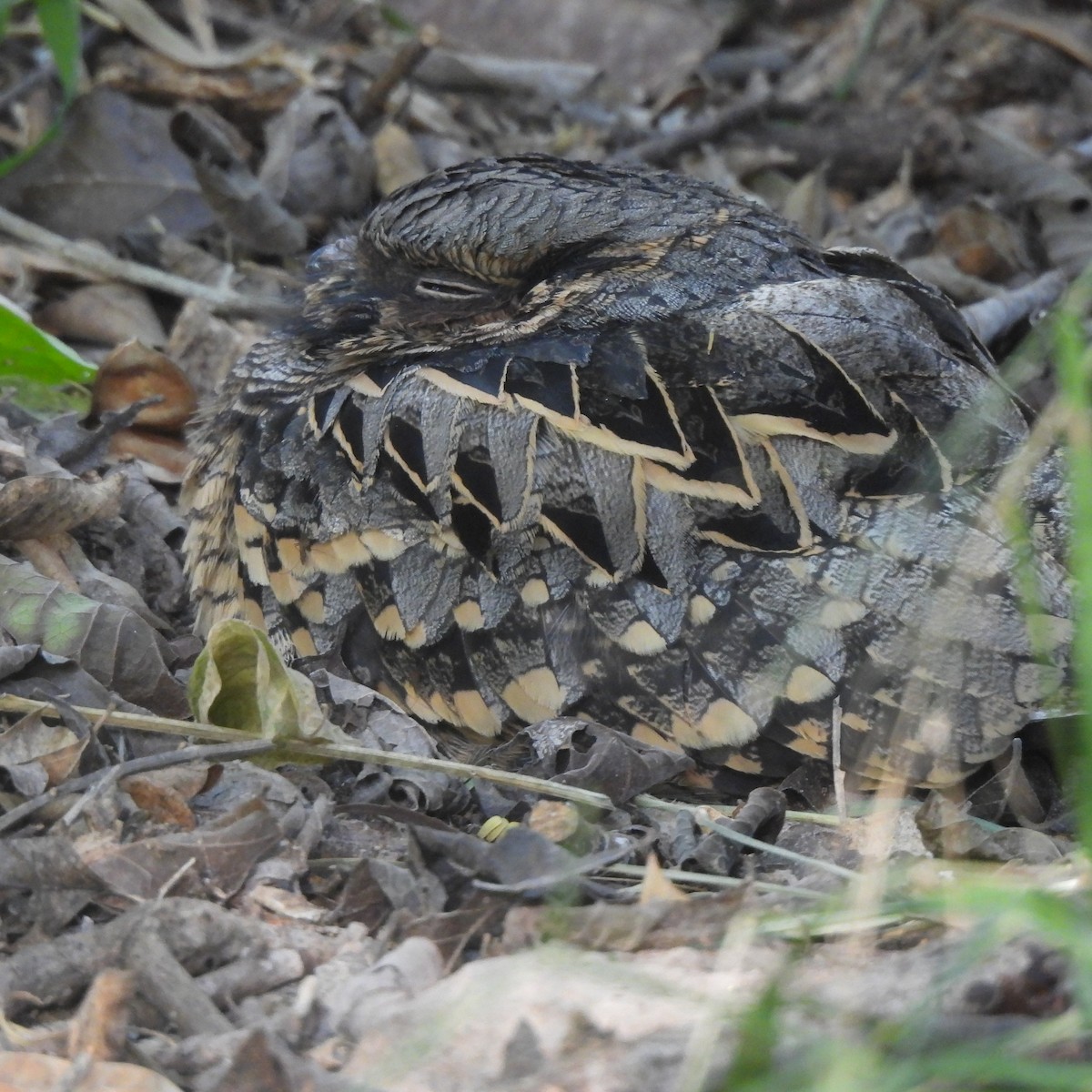 pauraquenattravn - ML644735665