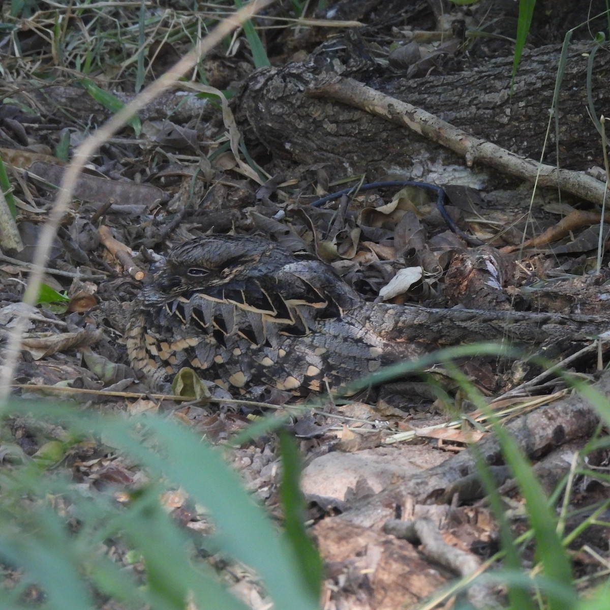 pauraquenattravn - ML644735666