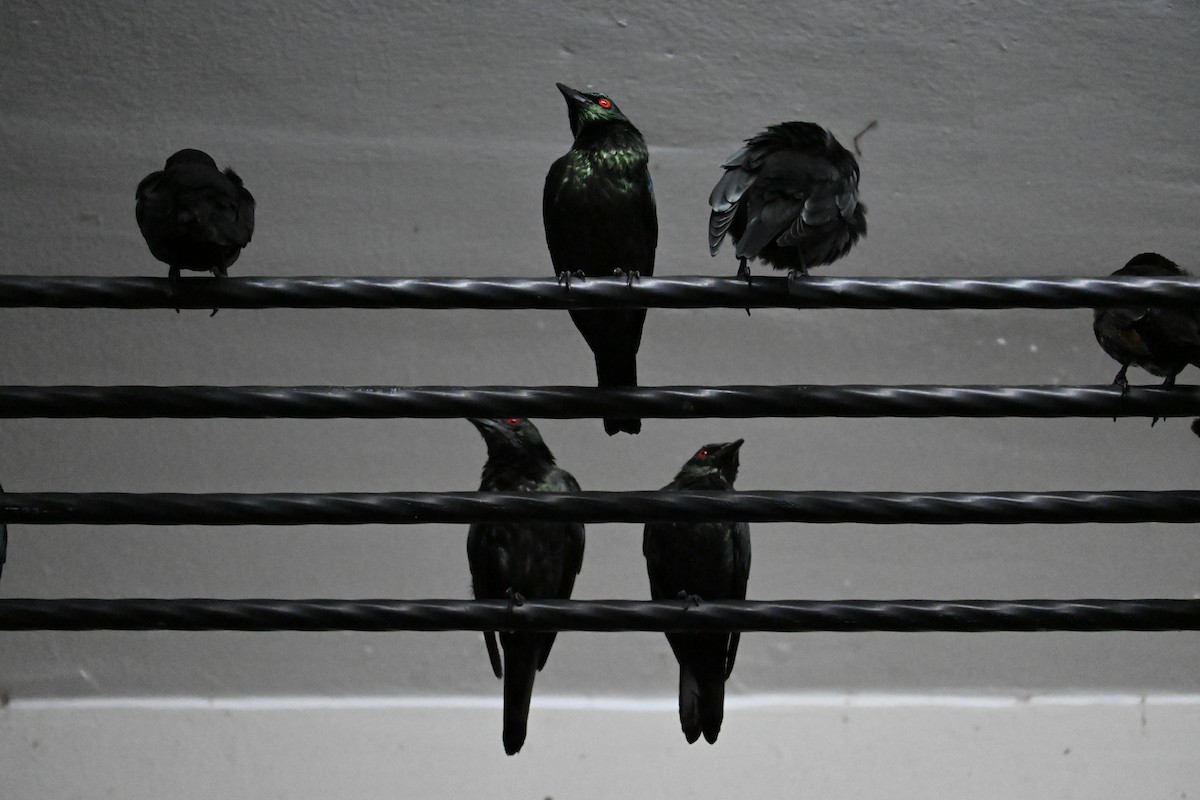 Asian Glossy Starling - ML644735667