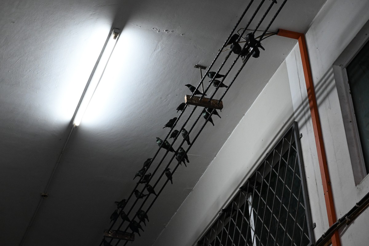 Asian Glossy Starling - ML644735668