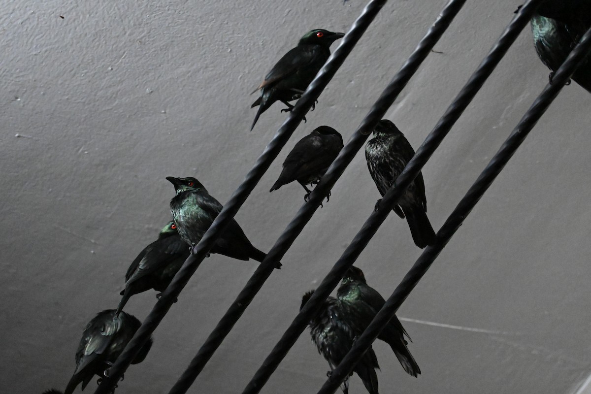 Asian Glossy Starling - ML644735669