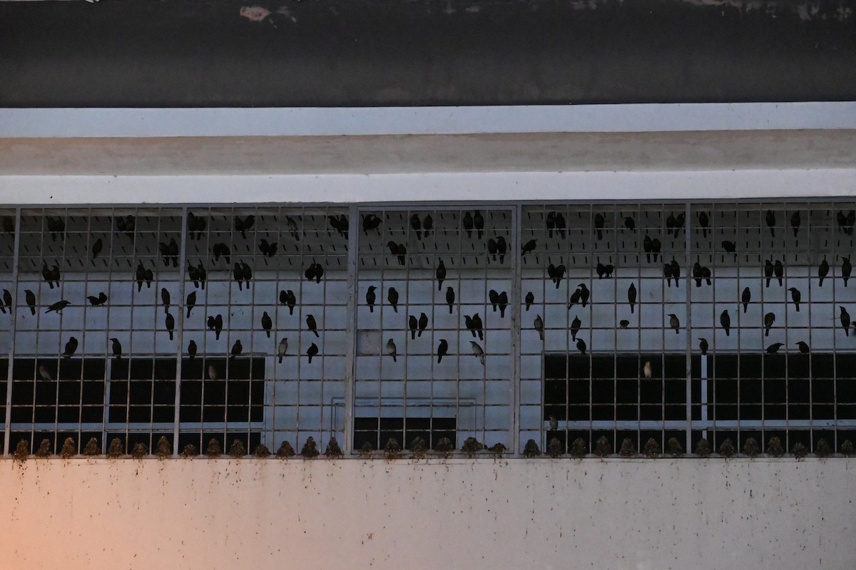 Asian Glossy Starling - ML644735670