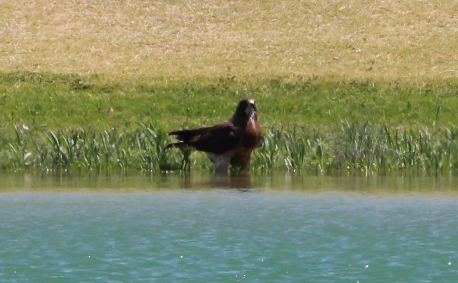 prærievåk - ML644735677