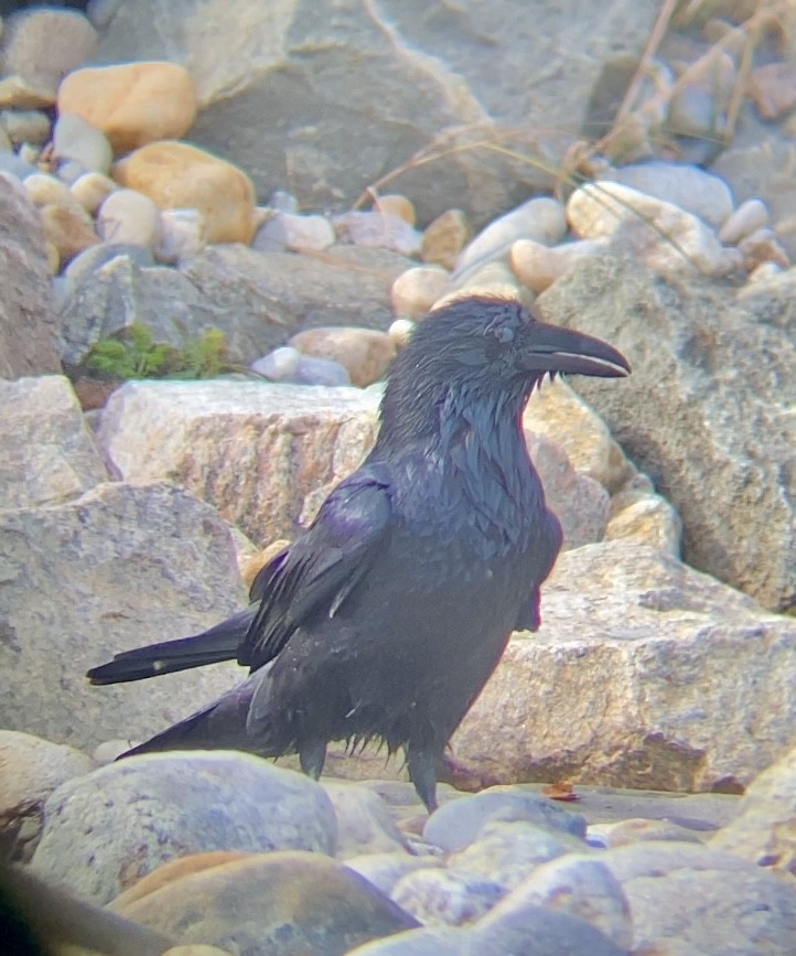 Kolkrabe - ML644735682