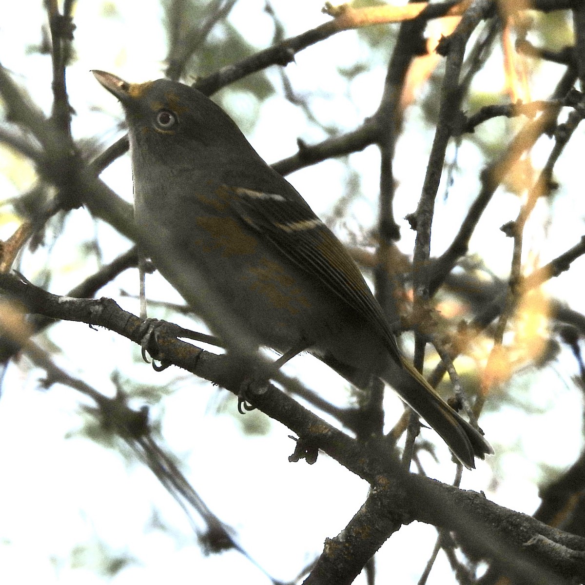 Weißaugenvireo - ML644735686