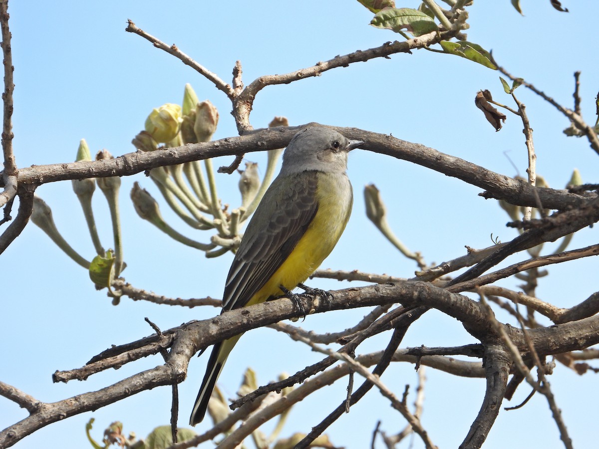 Batı Tiranı - ML644735707