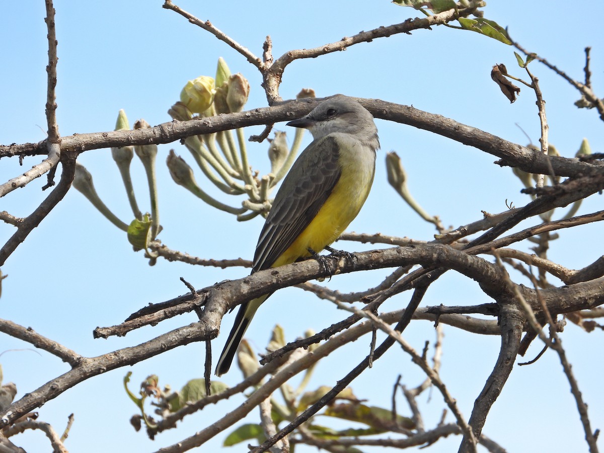 Batı Tiranı - ML644735708