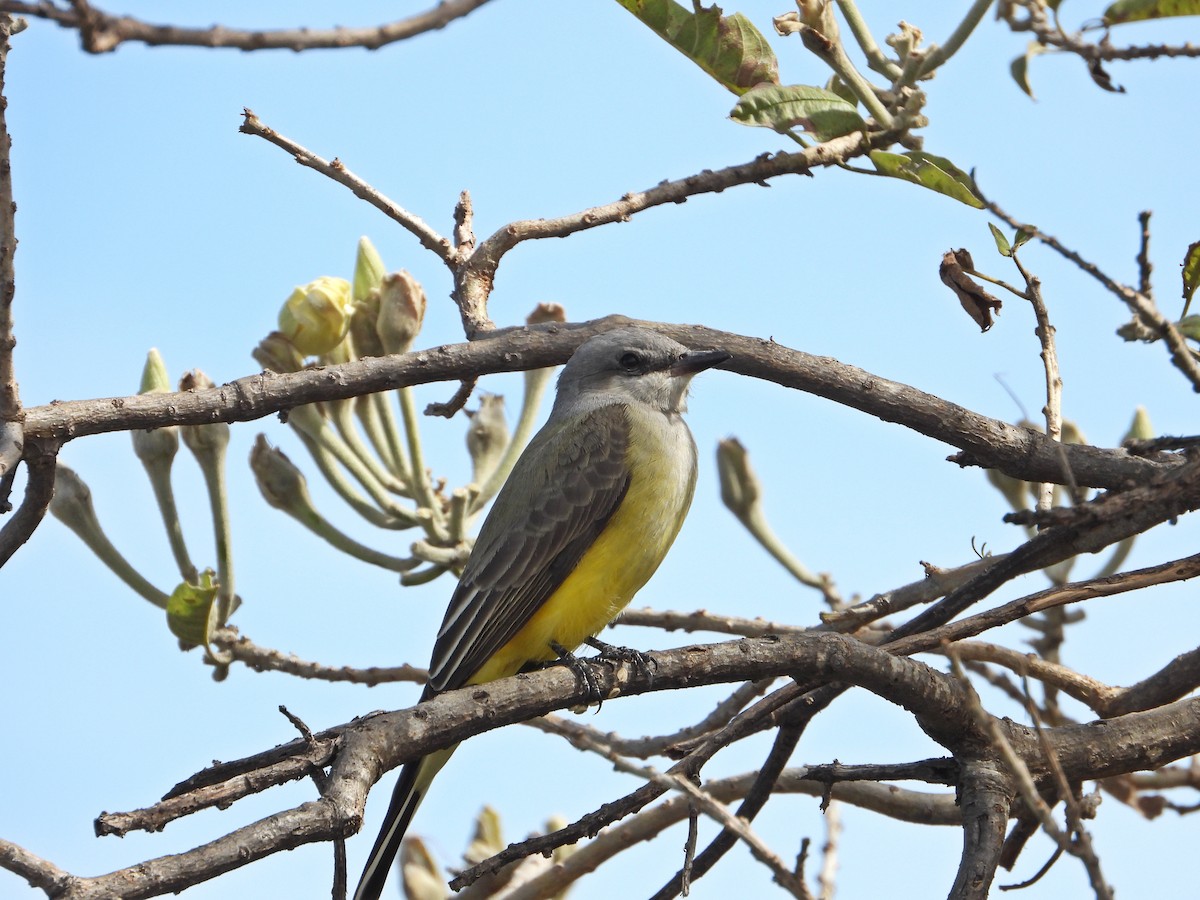 Batı Tiranı - ML644735709