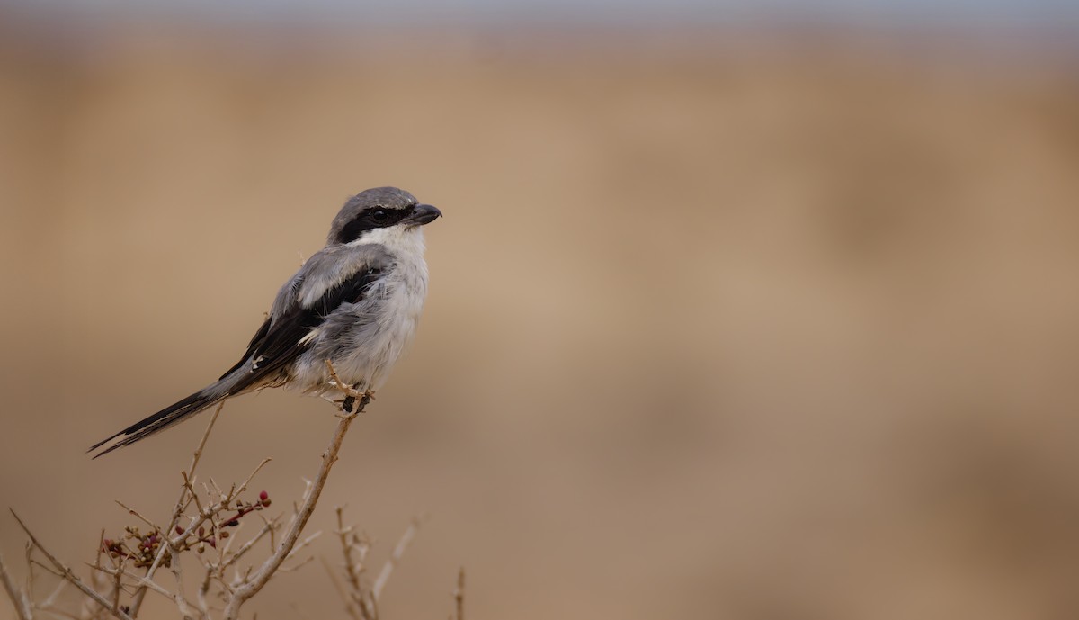 Alcaudón Norteño (Africano) - ML644735718