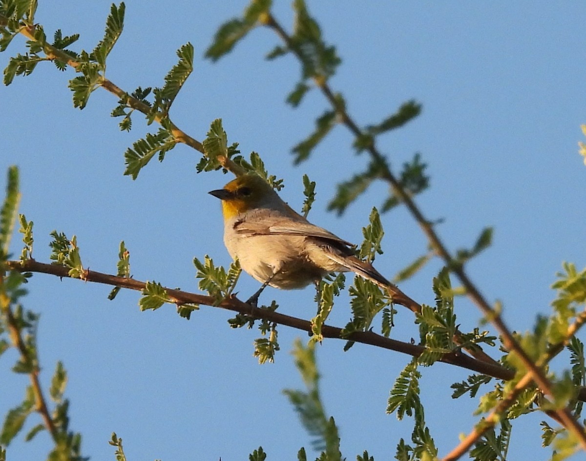 Verdin - ML644735730