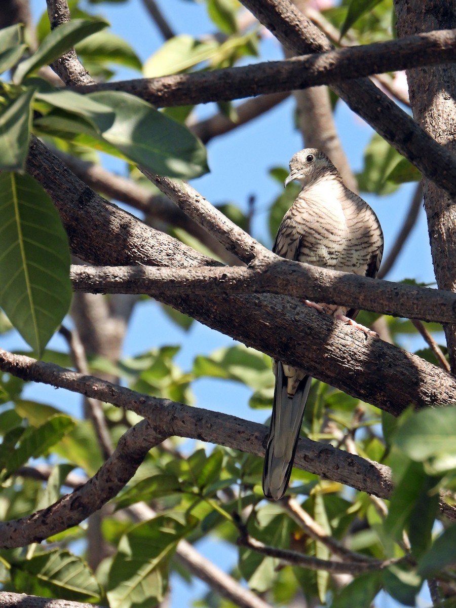Inca Dove - ML644735746