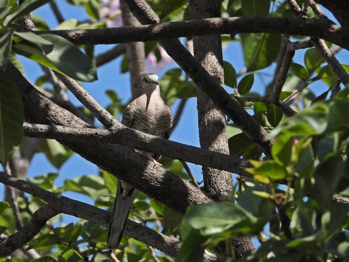 Inca Dove - ML644735747