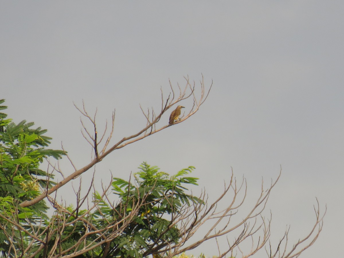 Белобровый бюльбюль - ML644735754