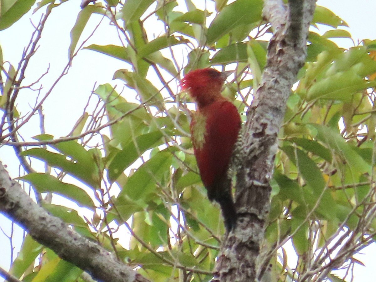Banded Woodpecker - ML644735756