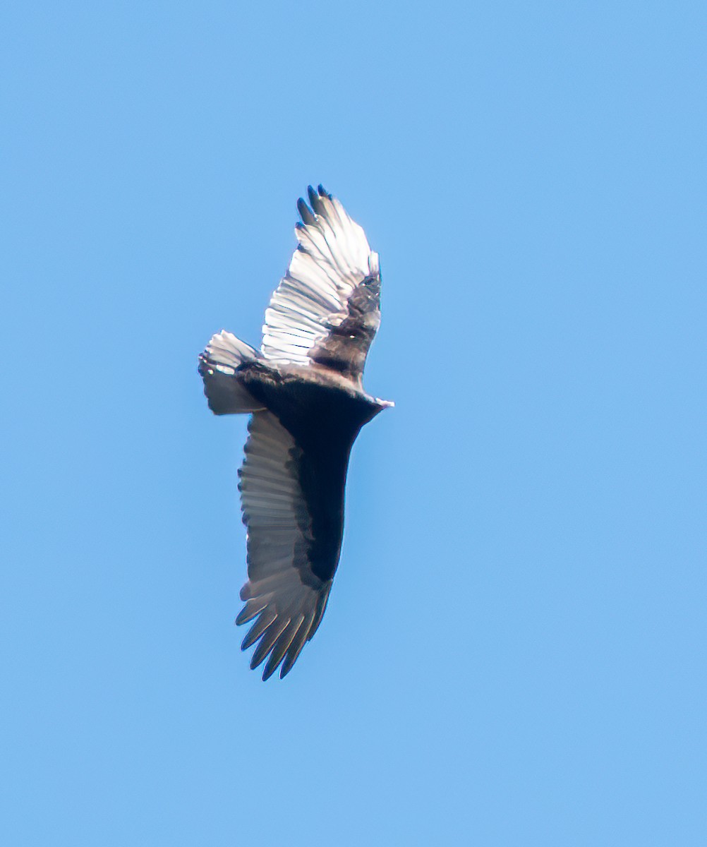 Turkey Vulture - ML644735757