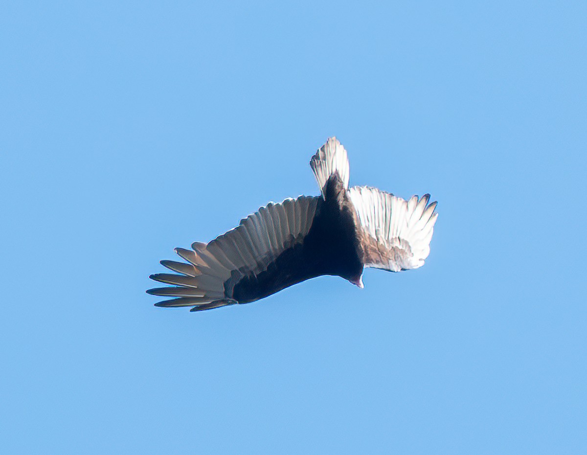 Turkey Vulture - ML644735759