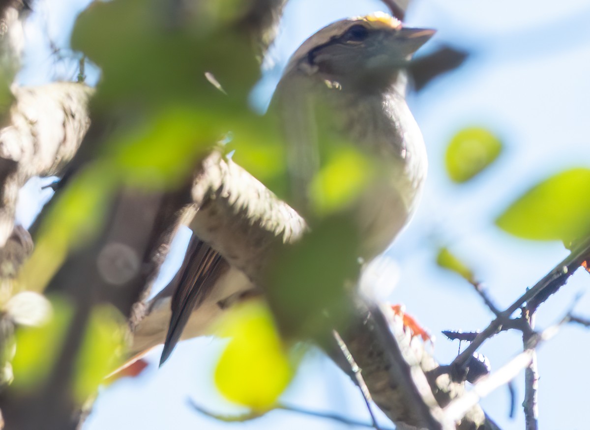 Chingolo Gorjiblanco - ML644735760