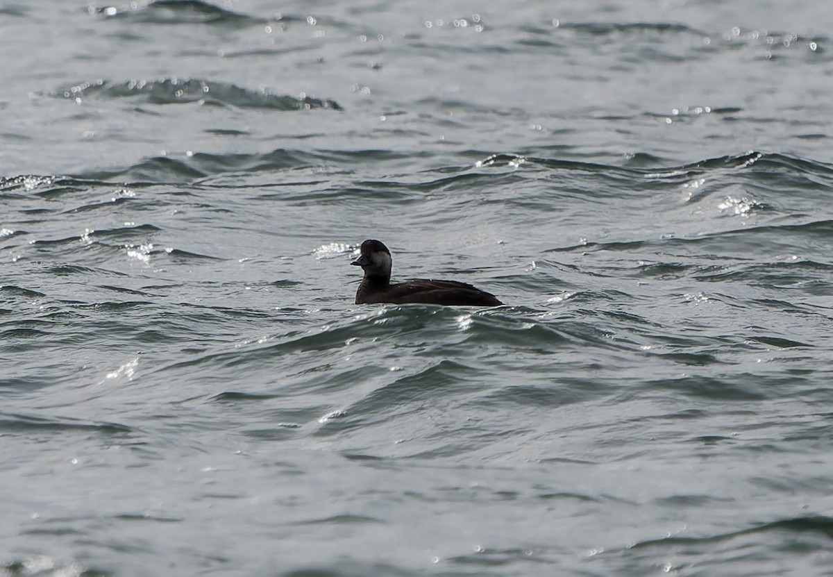 Amerika Kara Ördeği - ML644735767