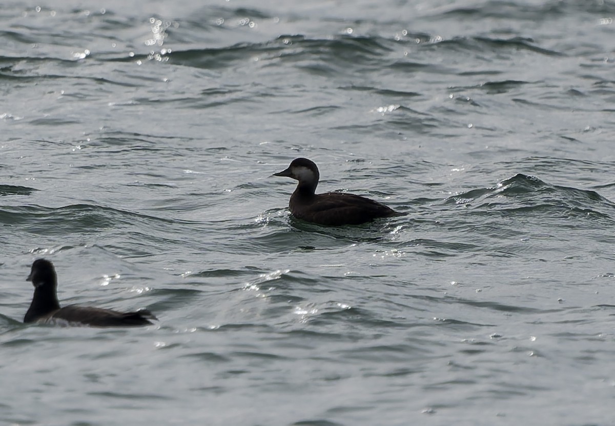 Amerika Kara Ördeği - ML644735768