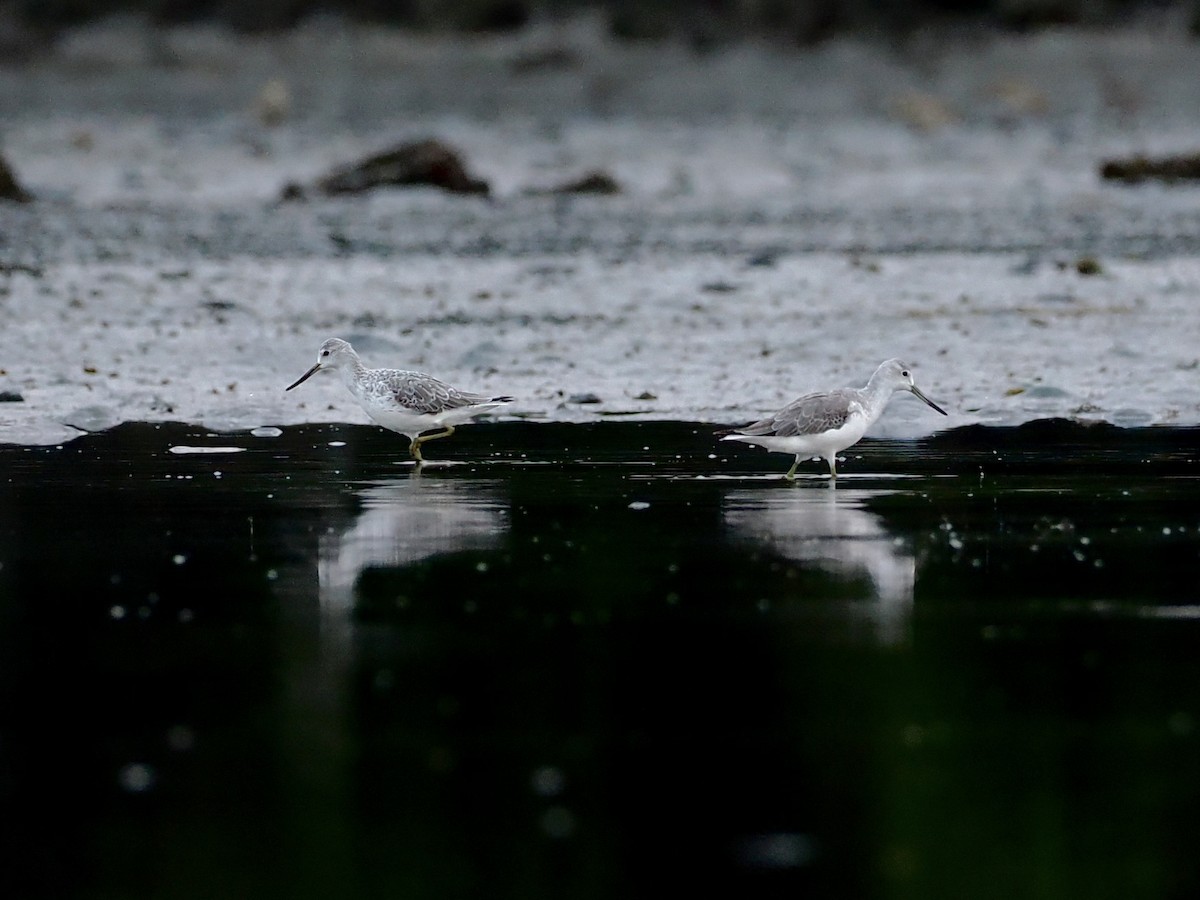 Nordmann's Greenshank - ML644735787
