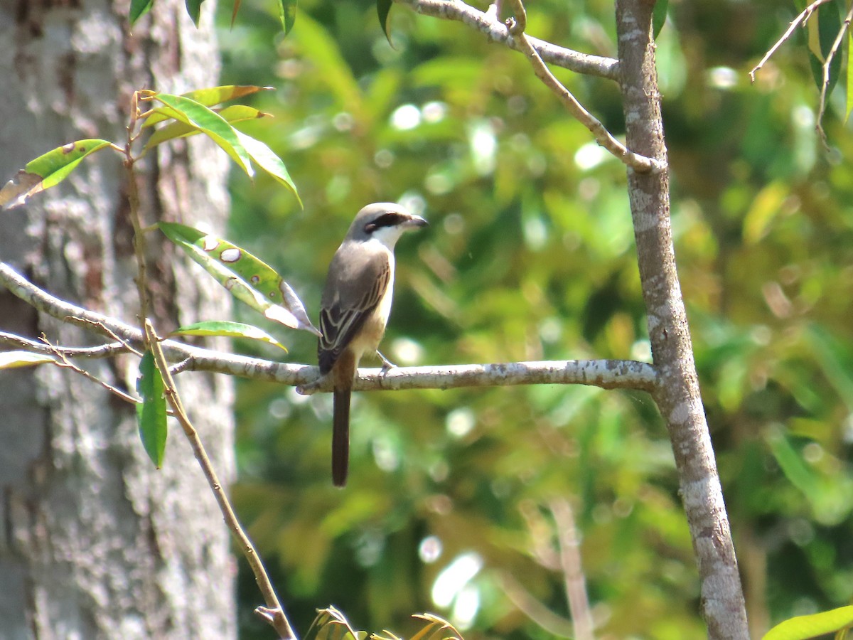 Brown Shrike - ML644735788