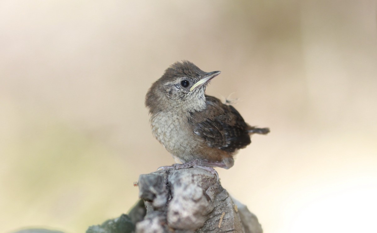 hussmett - ML644735790