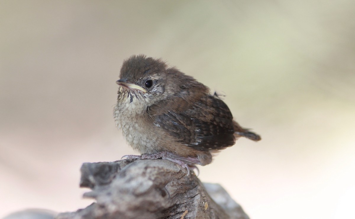 hussmett - ML644735792