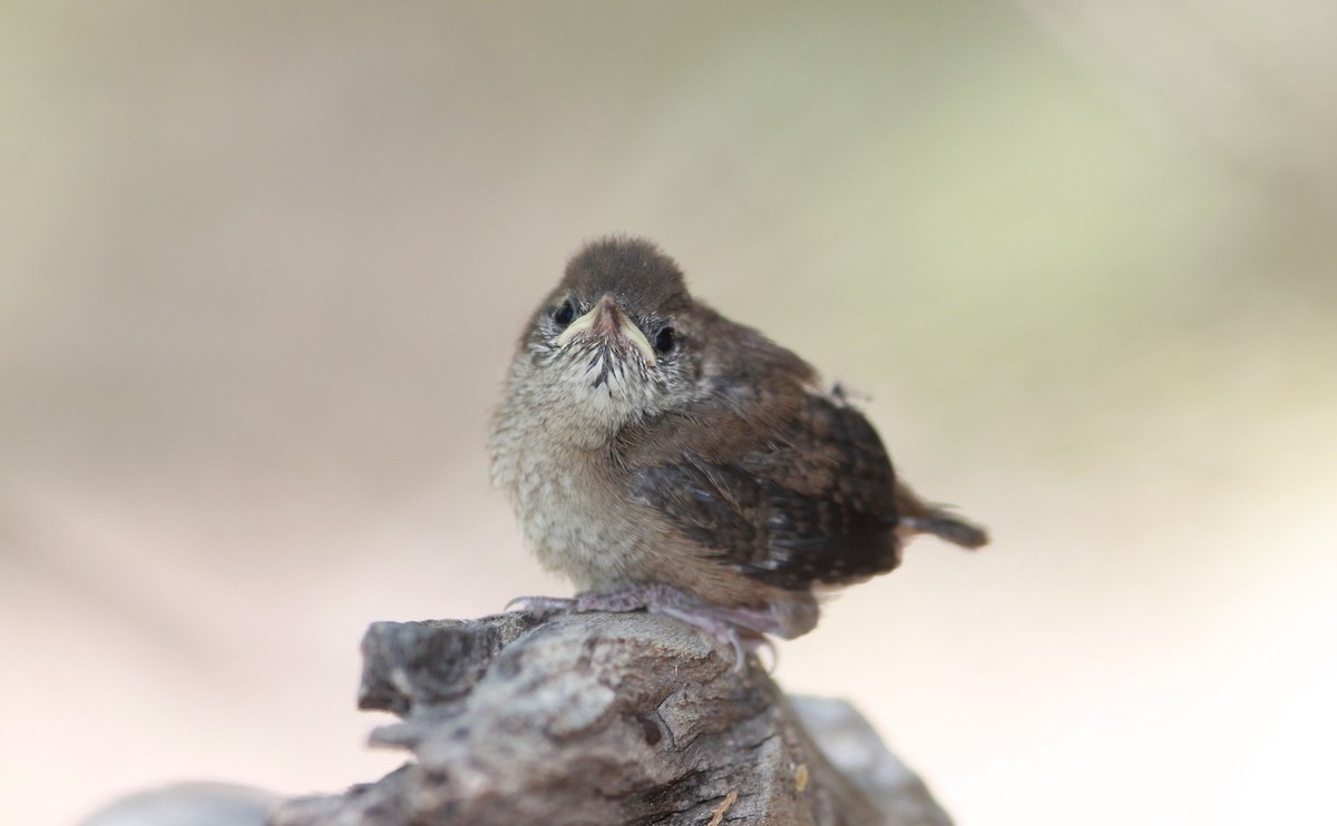 hussmett - ML644735793