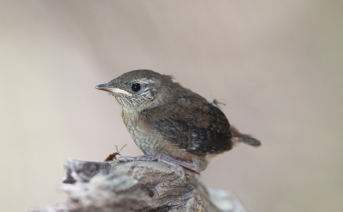 hussmett - ML644735794