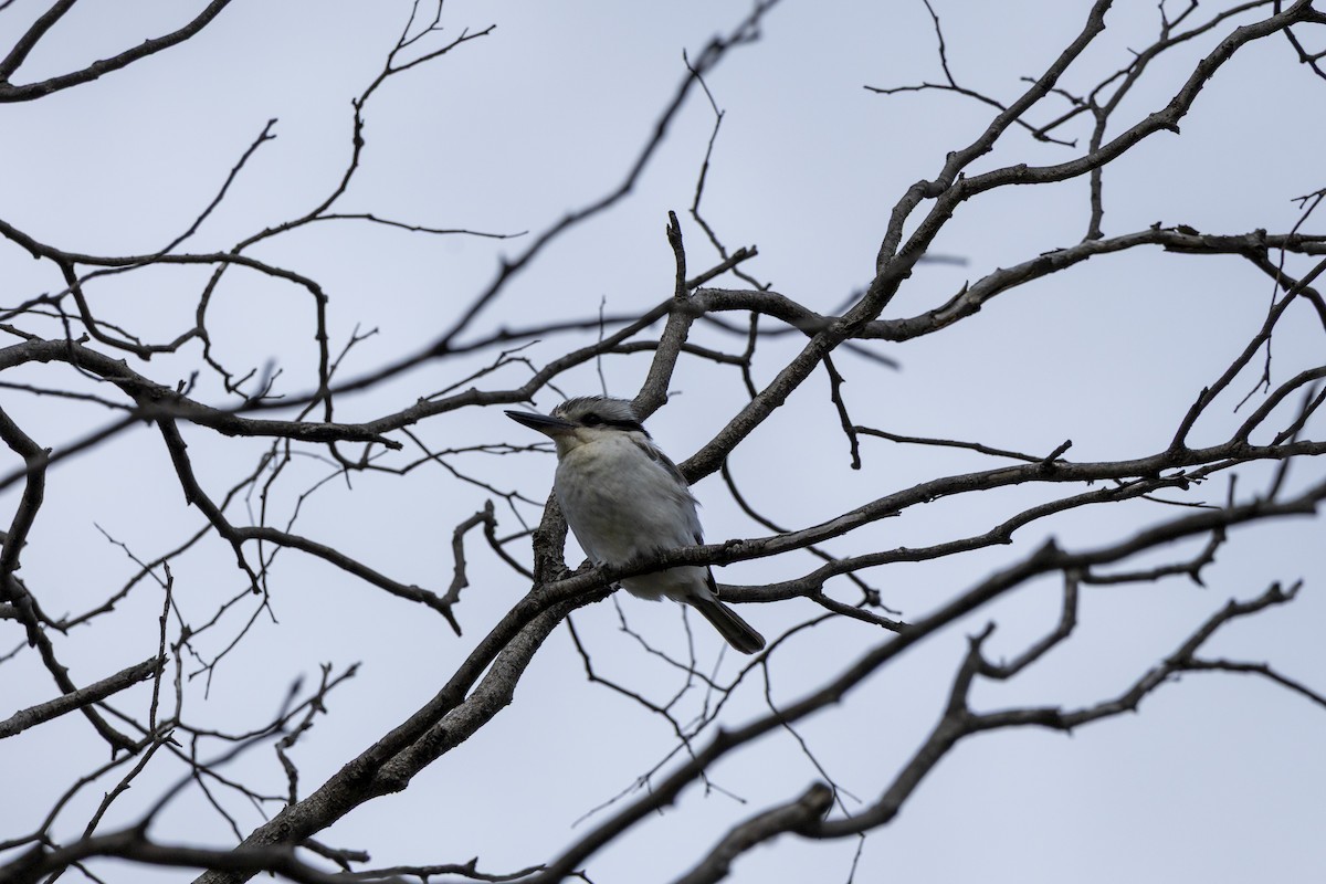 Альціон рудогузий - ML644735798