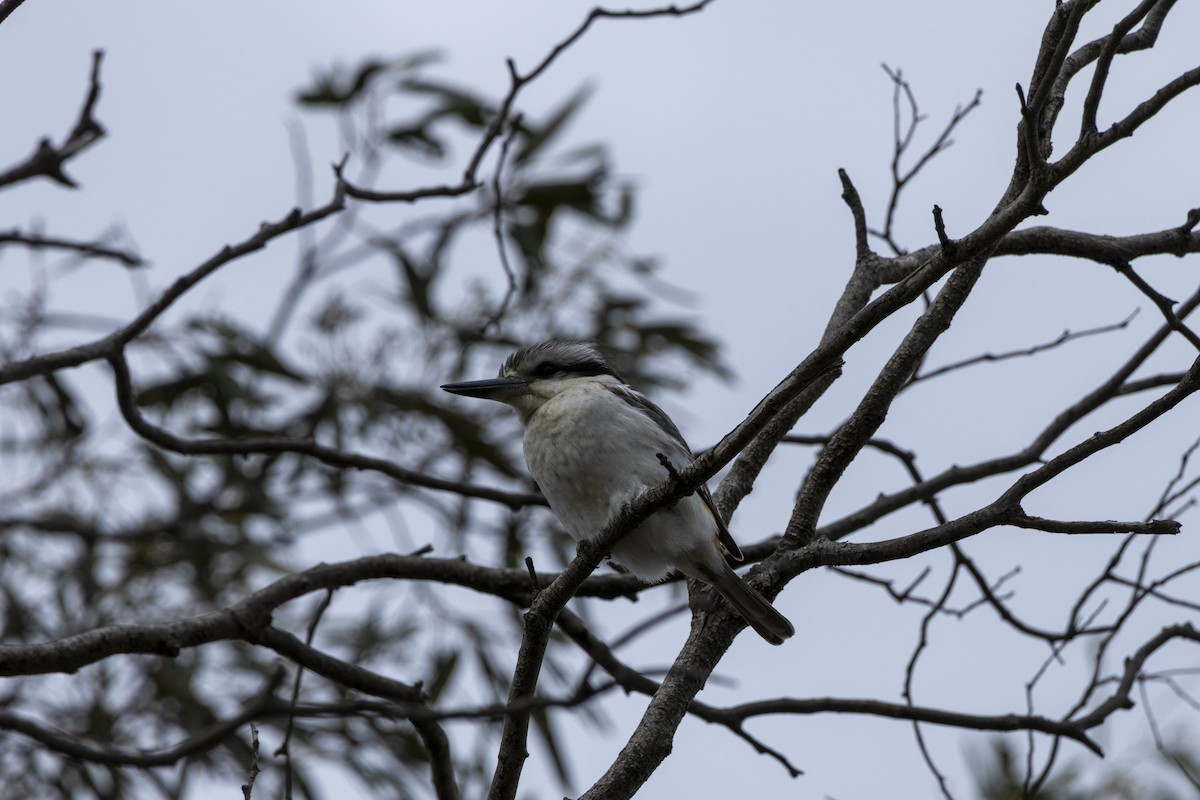 Альціон рудогузий - ML644735799