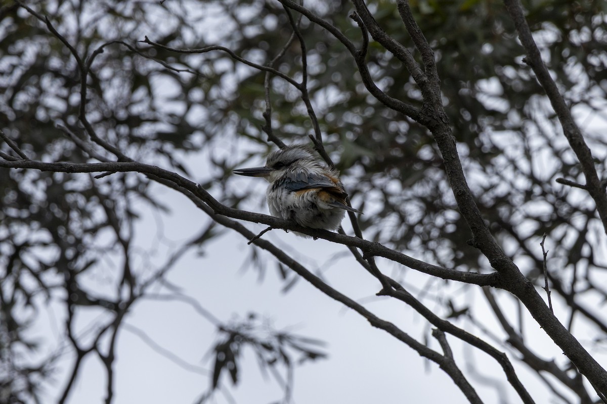 Альціон рудогузий - ML644735800