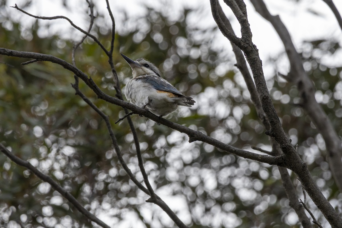 Альціон рудогузий - ML644735801