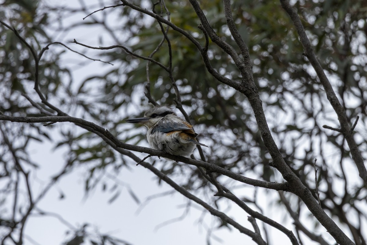 Альціон рудогузий - ML644735802