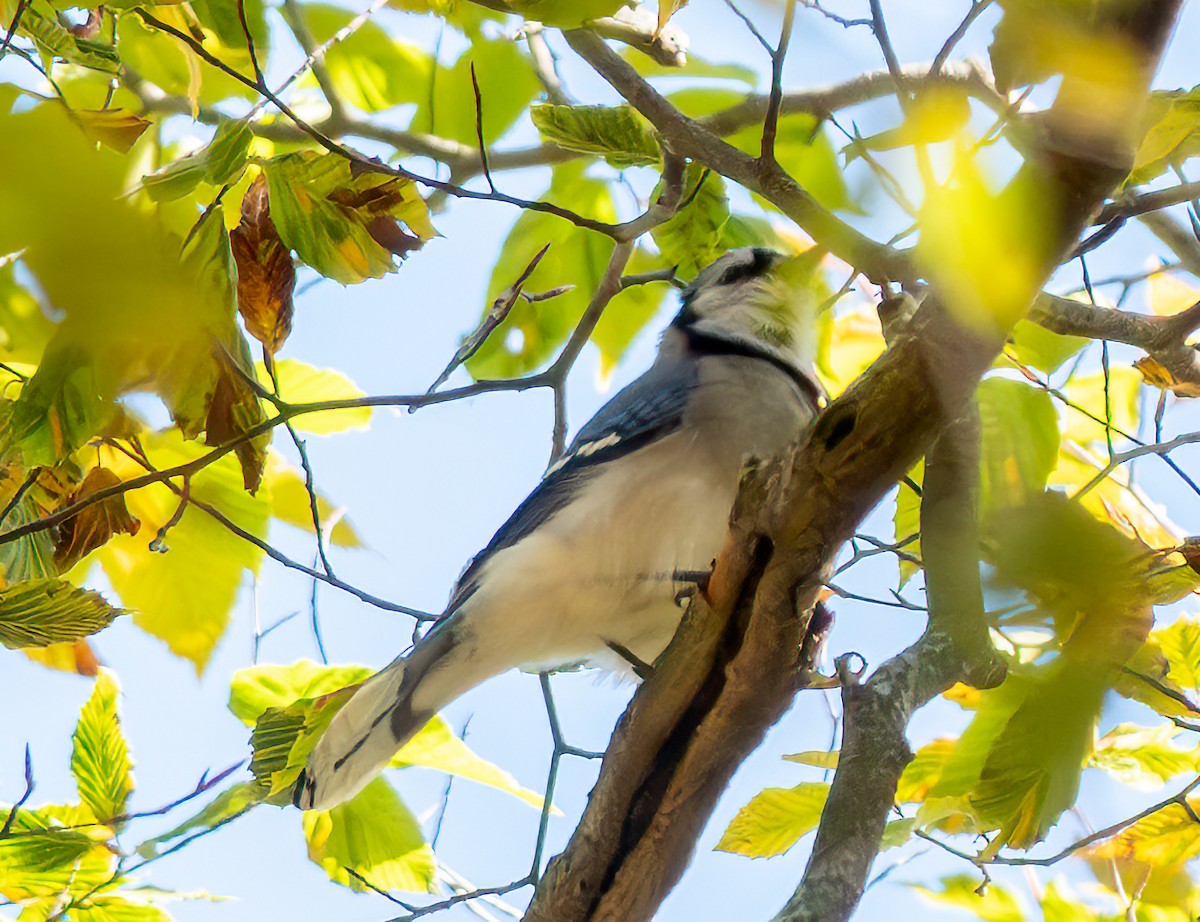 Blue Jay - ML644735808