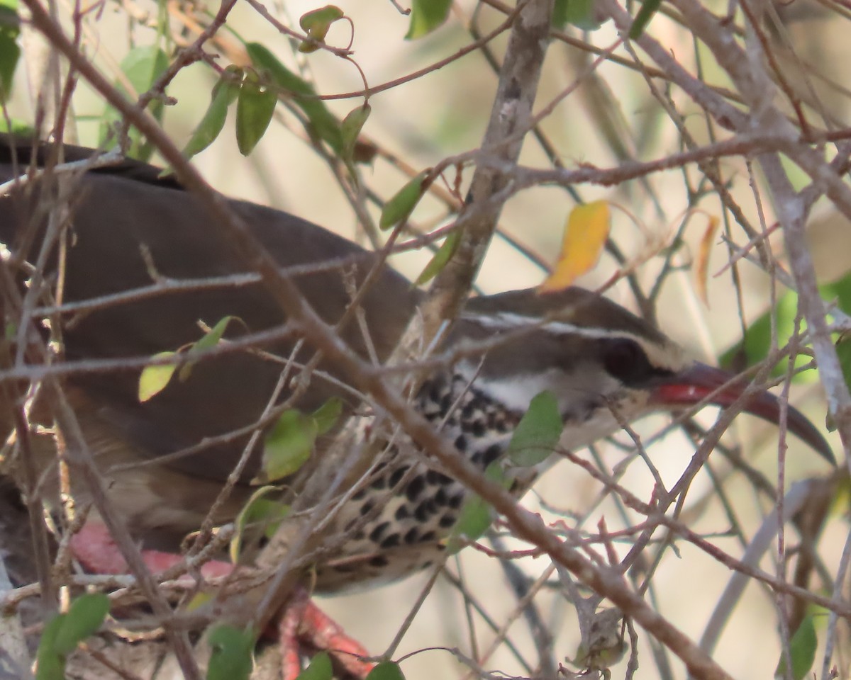 krumnebbmesitt - ML644735820