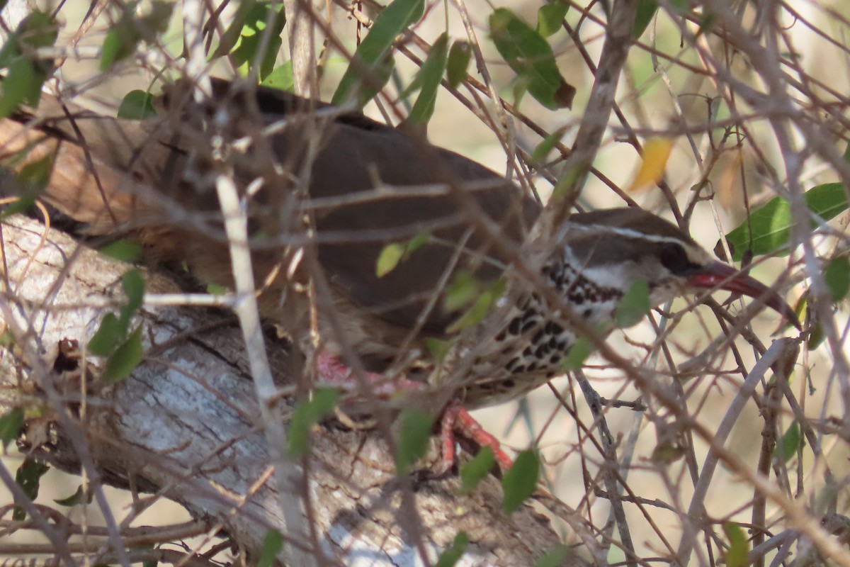 krumnebbmesitt - ML644735821