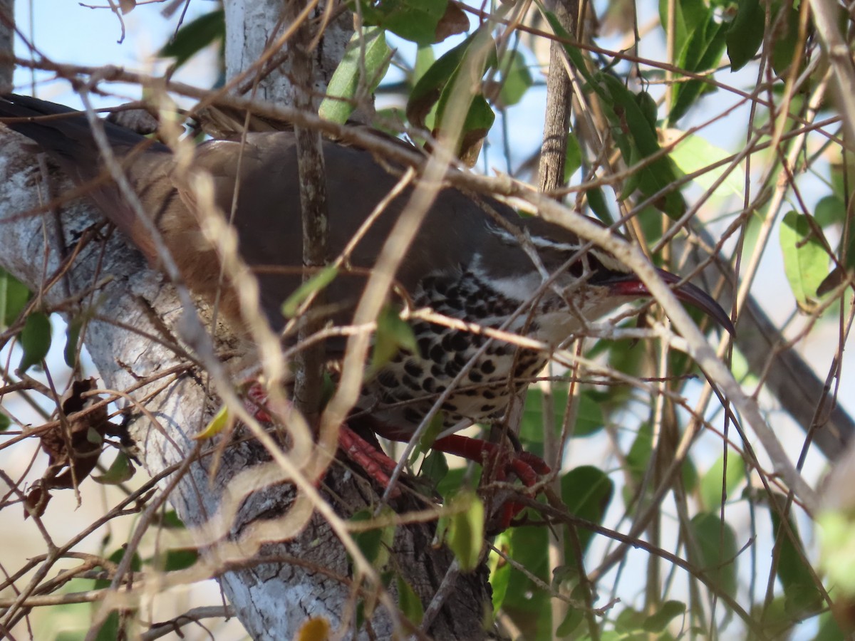 krumnebbmesitt - ML644735822