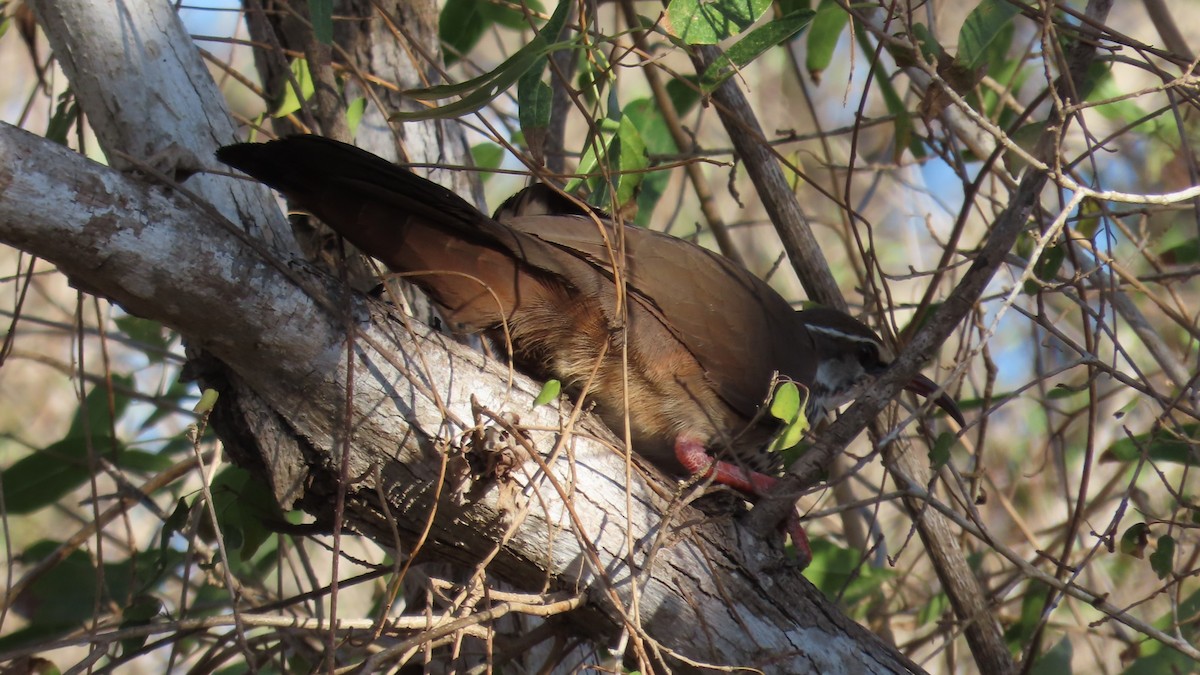 krumnebbmesitt - ML644735823