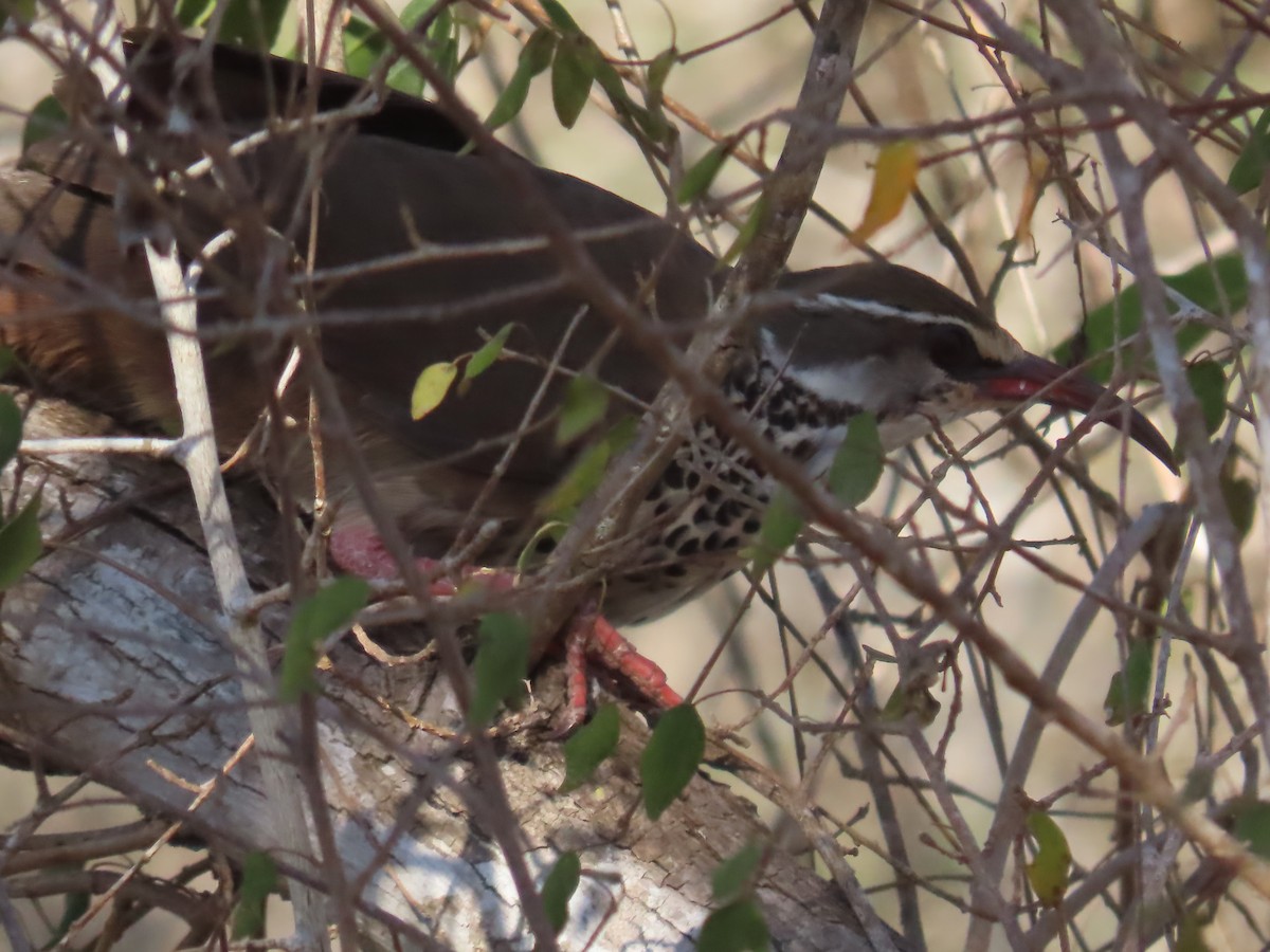 krumnebbmesitt - ML644735824