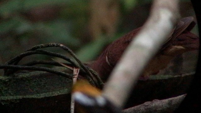 Ruddy Quail-Dove - ML644735832