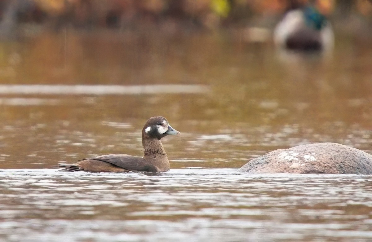 ברווז איסלנדי - ML644735847